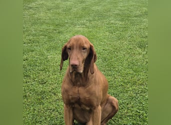 Magyar vizsla mit ahnentafel