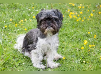 Sir Bobby - kinderlieber, gut erzogener Schatz - Tierhilfe Franken e.V.