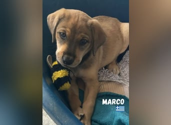 Marco,geb.04/25,hübscher,neugieriger Mischlingsbub sucht seine Familie