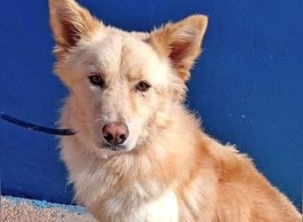 Dolar, Border-Collie typischer Jungspund aus der Tötung
