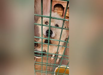 SOS Fluffy sitzt noch in der Tötung