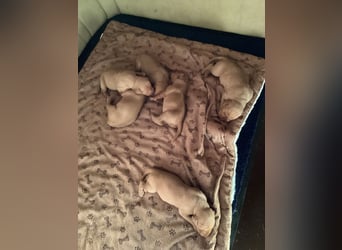 Magyar Vizsla Welpen