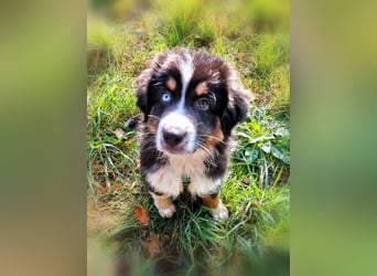 Reinrassige Australian Shepherd Welpen aus einer Spitzenverpaarung mit ASCA Papiere....