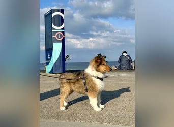 Colliewelpen im amerikanischen Typ
