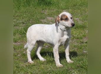 Lilli - Familie mit Herz gesucht