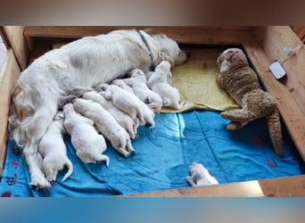 Golden Retriever Welpen