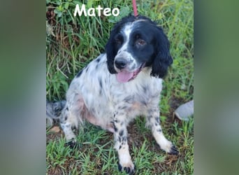 Mateo 06/2020 (ESP) - sehr sozialer und anhänglicher Bretonischer Spaniel!