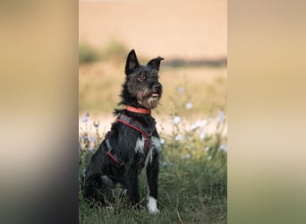 Süsse Phoebe sucht ihr Für-Immer-Zuhause!