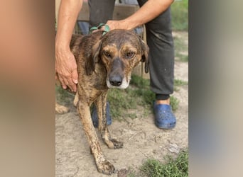 Ursus - Bewerbung als Lieblingshund