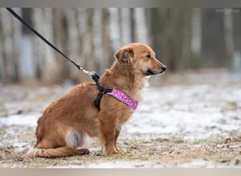 Tolle Maja sucht warmes Körbchen