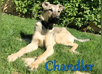 Chandler 10/21 (in Deutschland) - sportlicher, verspielter & gelehriger Rüde, ein toller Begleiter!