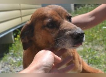 Mike, einer von zwölf zurückgelassenen Hunden sucht ein neues Zuhause
