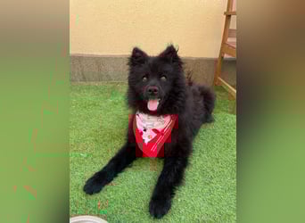 Koda2 – junger Herzenshund mit Kuschelfaktor