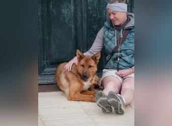 Bildschöne LOTI-bringt die Herzen mit ihrem freundlichen, sanften Herzen zum schmelzen. Auch deines?