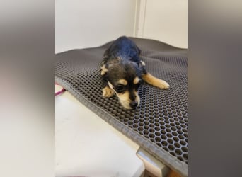 Welpe ALINA - die verspielte und verschmuste kleine Maus träumt von einem eigenen Zuhause