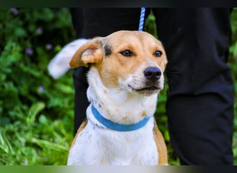 Yuna, Mix Beagle / Jack Russel Terrier, lieb und verträglich