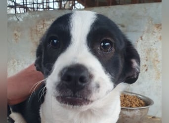♥LUKAS♥ neu auf Pflegestelle bei Duisburg-zuckersüßer, herzallerliebster Fratz 24cm (bleibt kleiner)
