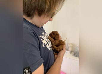 Bezaubernde Cavapoo-Welpen suchen ein liebevolles Zuhause