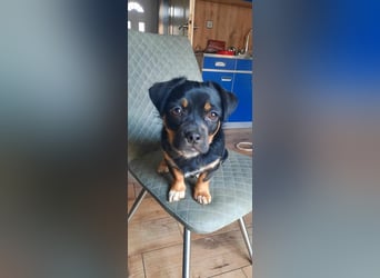 Brioche Mops Mischling Hündin Welpe Junghund sucht Zuhause für immer