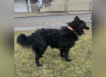 Josko ein toller Familienhund