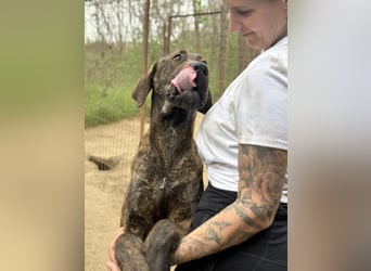 Brenda LM – freundliche Doggen-Boxer-Mix-Hündin sucht liebevolles Zuhause
