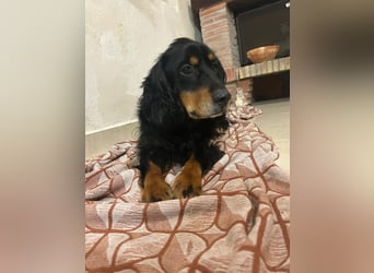 Arthur sucht sein für immer Zuhause