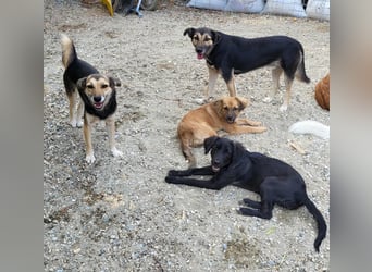 CHERIE - Zuckersüßes Mädchen sucht ihre Menschen