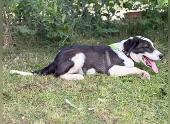 Hank will durchstarten!
