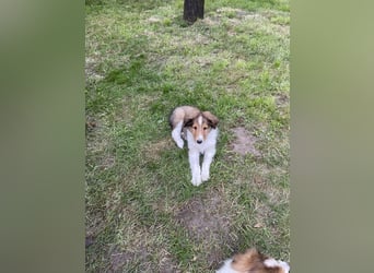 Colliewelpen suchen ein Zuhause!