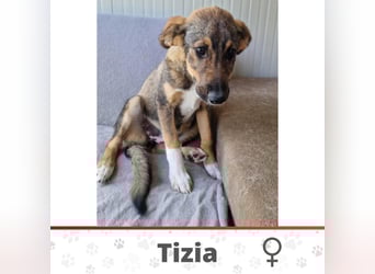TIZIA ❤️ Eilig! sucht Zuhause oder Pflegestelle