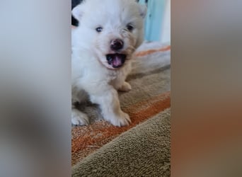 Zuckersüßer Pomeranianwelpen