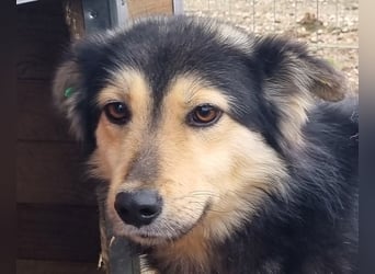 ♥ANCHO♥ bildhübscher, lieber Rüde; völlig überfordert vom lauten und stressigen Tierheimalltag 52 cm