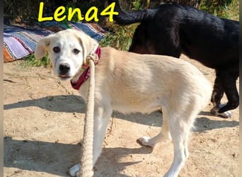 Lena4 geb. 03/2025 (GRC) - fröhliche und lustige Griechische Schäferhund Mix Welpin!