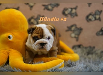Wunderschöne & Freiatmende Englische Bulldogge Babys
