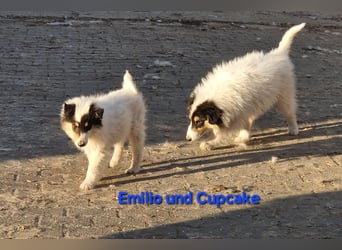umzugsbereit, Reinr. Colliewelpen m. Ahnentafel zu verk.