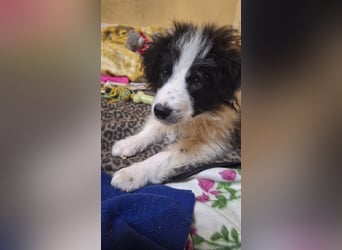 Kleine Lola sucht ein Zuhause