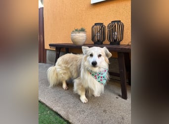 Joey SR - kleiner Kämpfer sucht sein Für-immer-Zuhause
