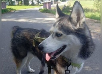 Husky Maya H möchte eine neue Familie finden