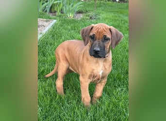 Rhodesian Ridgeback Welpen