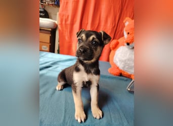 Die lebensfrohe Dorina sucht ein Zuhause !