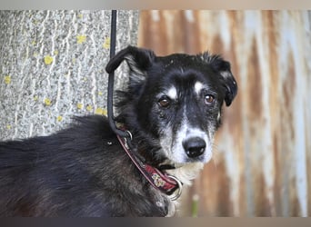 Hetti SI – Hundeomi sucht Gnadenplatz