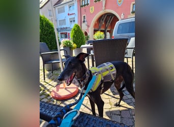 ❤️GRETEL❤️, Galgo Espanol