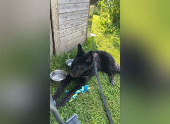 liebe junge Mischlings Hündin Ruby sucht ihre Familie