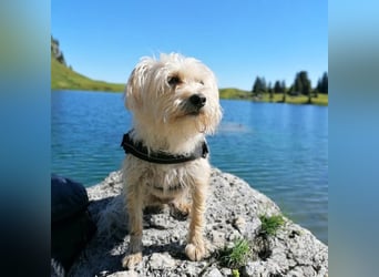 Chicco - der selbstbewusste