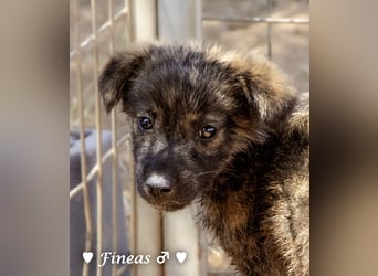 Fiona und Fineas suchen ab Anfang August ein Zuhause