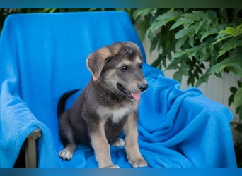 Chip 269217: Hundekind sucht ein Zuhause