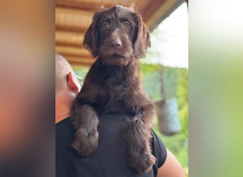 Labradoodle Welpe