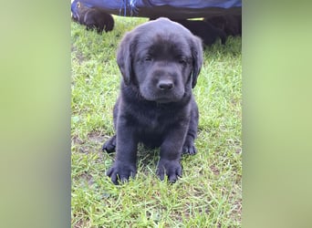 Labrador Welpen mit Ahnentafel