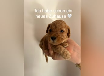 Wunderschöne reinrassige Toy- und Zwergpudelwelpen suchen ein liebevolles Zuhause