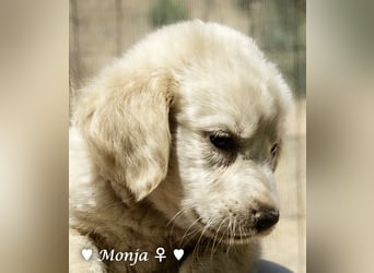 Millie, Marla, Mona und Monja (reserv.) suchen ab Mitte September ein Zuhause